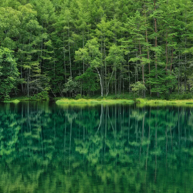 Tablou Canvas, "Verde nesfârșit oglindit în apă", Verde, Reflecții, Liniște, Natură, Pădure, Apă, Seninătate, Peisaj, 50 x 50 cm – poza 2