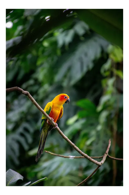 Tablou Canvas, "Papagal colorat în jungla verde", Exotic, Vivid, Perched, Jungle, Colorful, Lush, 39 x 54 cm