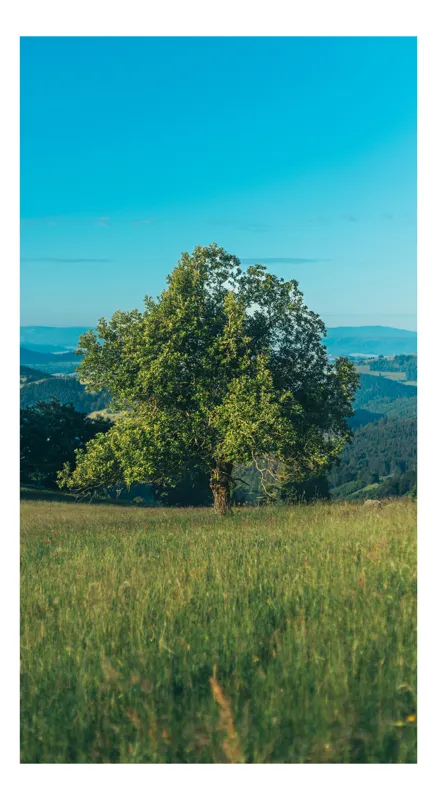 Tablou Canvas, "Copac singuratic în peisaj verde", Copac, Natură, Cer, Iarbă, Peisaj, Verde, Senin, Soare, Linie, Orizont, Frunze, Liniște, 50 x 90 cm