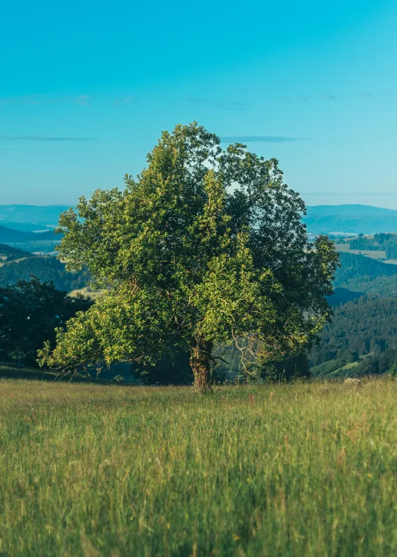 Tablou Canvas, "Copac singuratic în peisaj verde", Copac, Natură, Cer, Iarbă, Peisaj, Verde, Senin, Soare, Linie, Orizont, Frunze, Liniște, 50 x 70 cm – poza 2