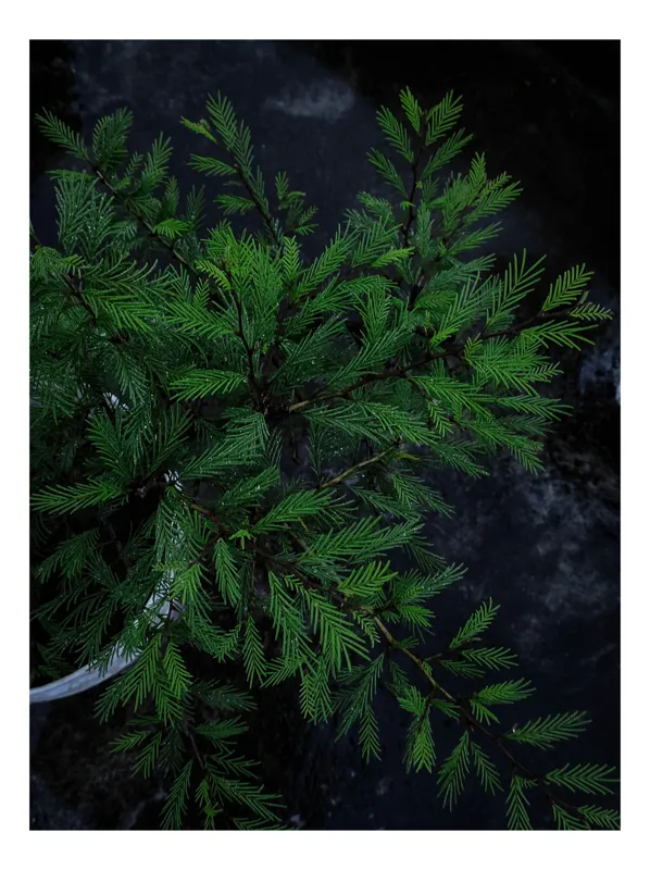 Tablou Canvas, "Flori de frunziș în umbră verde", Verde, Frunze, Ramuri, Întunecat, Textură, Natură, Detaliu., 100 x 100 cm