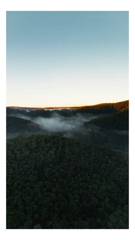 Tablou Canvas, "Misterul pădurii în zori de ziua", Pădure, Ceață, Răsărit, Lumină, Cer, Peisaj, Natură, Vârfuri, Arbori, Ușor, Mistic, Calm, Verde, Umbre, Lumină, Întindere., 50 x 50 cm