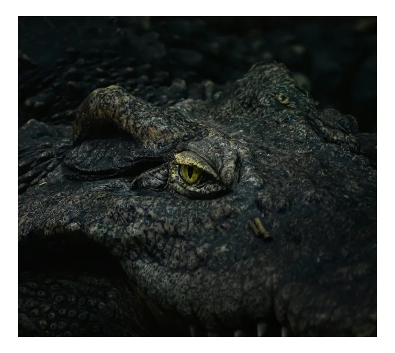 Tablou Canvas, "Privirea misteriosului protector al apelor", Crocodil, Privire, Textură, Solzi, Natură, Ochi, Amphibian, Intimidant, Piele, Camuflaj, 54 x 39 cm