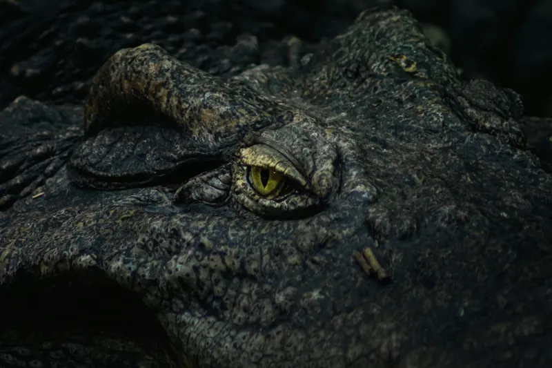 Tablou Canvas, "Privirea misteriosului protector al apelor", Crocodil, Privire, Textură, Solzi, Natură, Ochi, Amphibian, Intimidant, Piele, Camuflaj, 150 x 100 cm – poza 2