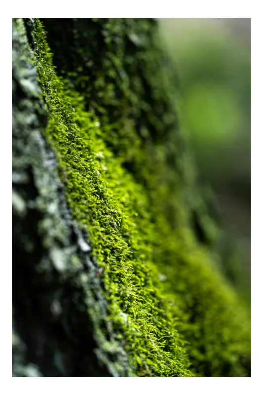 Tablou Canvas, "Tăcerea mușchiului pe scoarță verde", Verde, Muschi, Textura, Natura, Frunze, Umiditate, Viu, Lemn, Bokeh, 70 x 100 cm