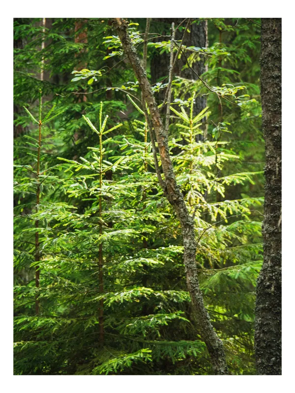 Tablou Canvas, "Pădurea tânără sub razele soarelui", Copaci, Verde, Pădure, Lumină, Natură, Frunziș, Tulpină, Răcoare, Vegetație, Rășinos., 100 x 100 cm