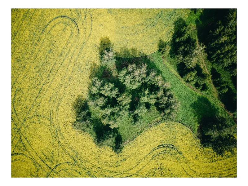 Tablou Canvas, "Insulă verde în ocean galben", Câmp, Copaci, Verde, Galben, Model, Natură, Aerială, Peisaj, 54 x 39 cm