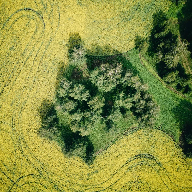 Tablou Canvas, "Insulă verde în ocean galben", Câmp, Copaci, Verde, Galben, Model, Natură, Aerială, Peisaj, 50 x 50 cm – poza 2