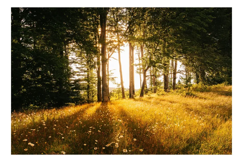 Tablou Canvas, "Lumina blândă a dimineții în pădure", Soare, Pădure, Razele, Lumină, Iarbă, Flori, Apus, Natură, Trunchiuri, Serenitate, 54 x 39 cm