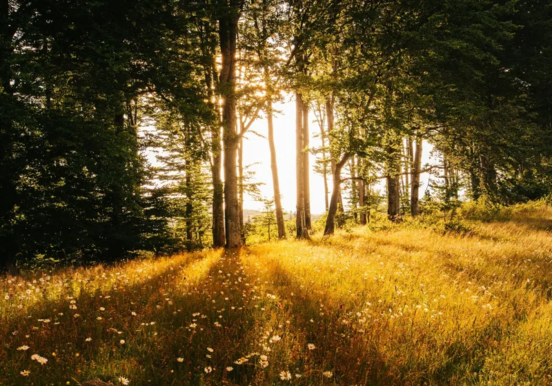 Tablou Canvas, "Lumina blândă a dimineții în pădure", Soare, Pădure, Razele, Lumină, Iarbă, Flori, Apus, Natură, Trunchiuri, Serenitate, 100 x 70 cm – poza 2