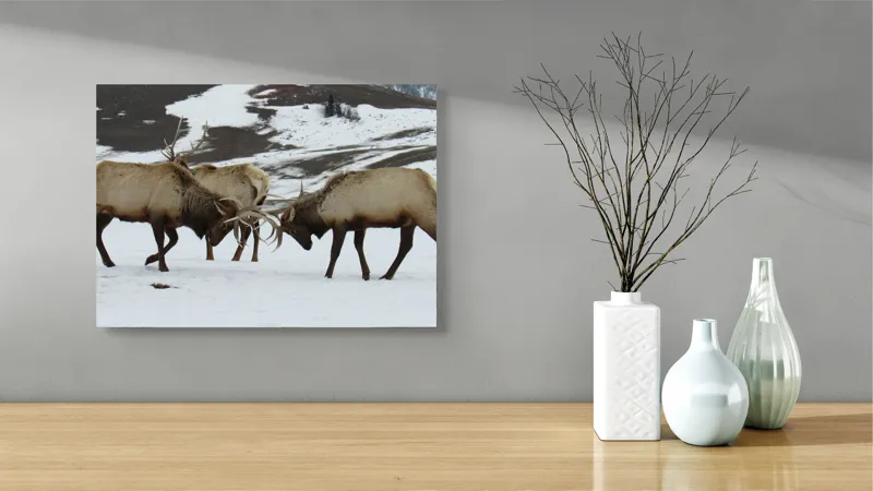 Tablou Canvas, "Cerbi se confruntă în peisaj hibernal", Cerbi, Coarne, Zăpadă, Munți, Iarnă, Natură, Luptă, Animale, Sălbăticie, Peisaj., 54 x 39 cm – poza 3