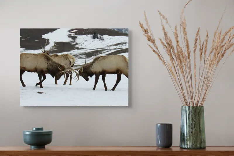 Tablou Canvas, "Cerbi se confruntă în peisaj hibernal", Cerbi, Coarne, Zăpadă, Munți, Iarnă, Natură, Luptă, Animale, Sălbăticie, Peisaj., 54 x 39 cm – poza 4