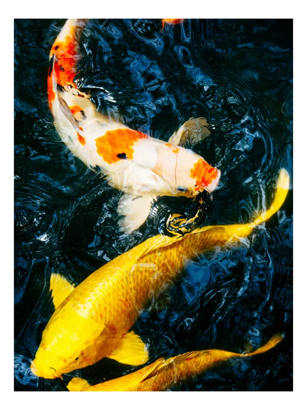 Tablou Canvas cu Pești Koi, Multicolor, 100 x 150 cm