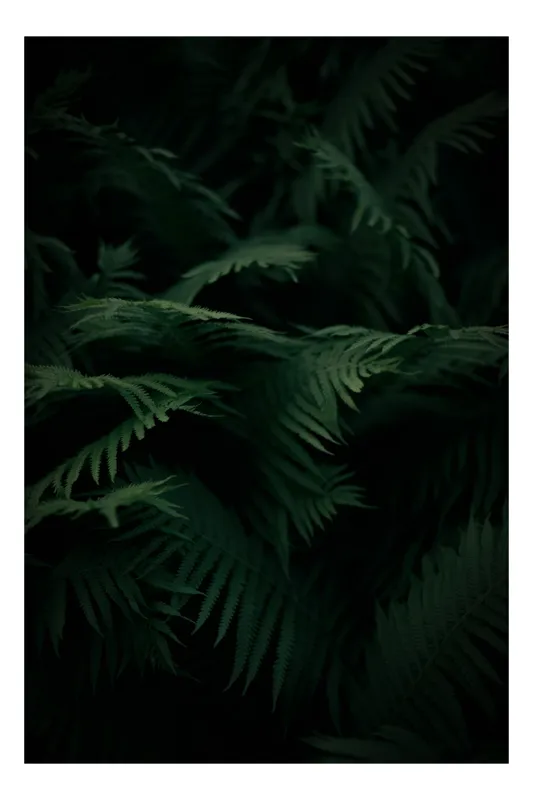 Tablou Canvas, "Frunziș de ferigă în pădurea misterioasă", Frunze, Întunecat, Verde, Vegetație, Pădure, Mister, Frunziș, Umbre, Textură, Natural, Frumusețe, Sălbatic, 39 x 54 cm