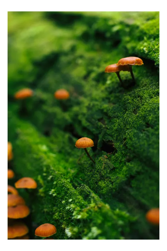 Tablou Canvas, "Micile ciuperci pe mușchiul verde", Ciuperci, Mușchi, Natură, Verde, Lemn, Pădure, Microscopic, Textură, Umed, Eco, Rustic, Detaliu, Ecosistem, 39 x 54 cm