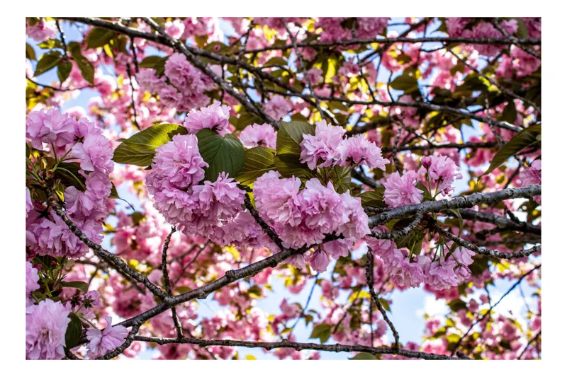 Tablou Canvas, "Splendoarea înfloririi primăverii roze", Flori, Roz, Ramuri, Cer, Frunze, Primăvară, Natură, Delicatețe, 100 x 70 cm