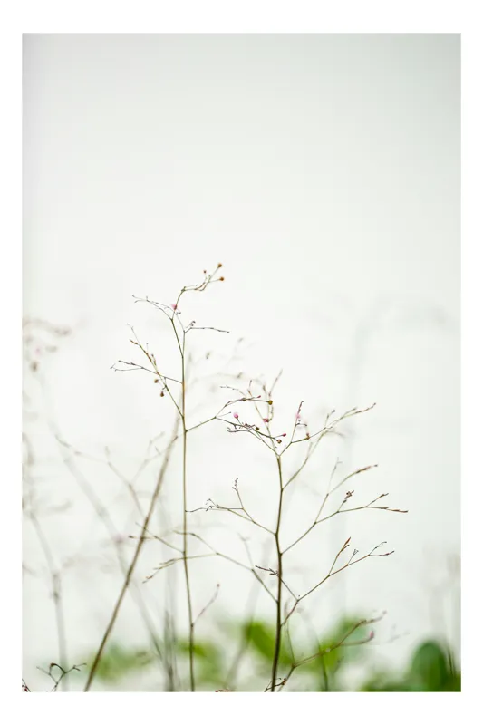 Tablou Canvas, "Flori delicate sub cer palid", Delicatețe, Natură, Frumusețe, Minimalism, Simplitate, Fragilitate, Puritate, Calm, 50 x 90 cm