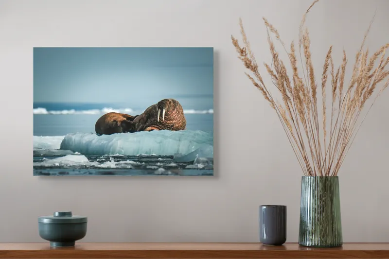 Tablou Canvas, "Morse odihnindu-se pe gheață arctică", Morsa, Gheață, Ocean, Cer, Peisaj, Frig, Natură, Mări, Timp, Repaus, 54 x 39 cm – poza 4