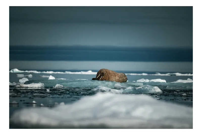 Tablou Canvas Walrus în peisaj arctic înghețat, scenă naturală de gheață și apă, 54 x 39 cm