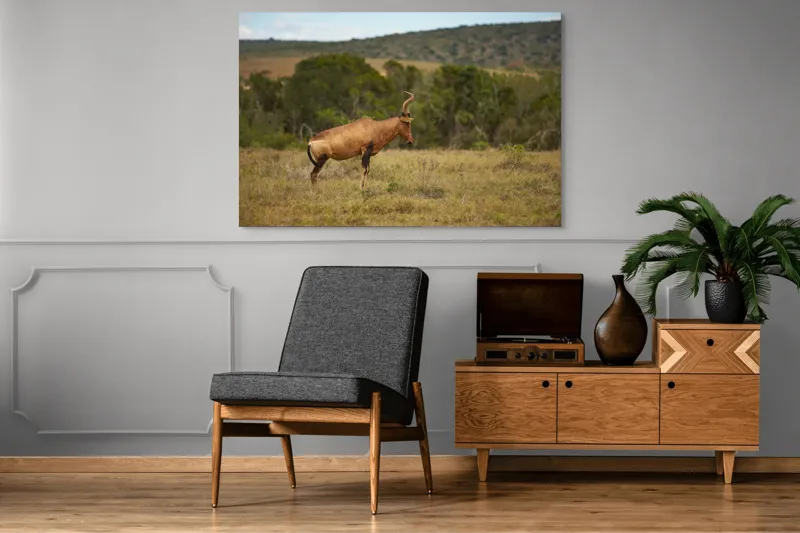 Tablou Canvas Antilopă pe Savană Natură Peisaj Animal, 150 x 100 cm – poza 8