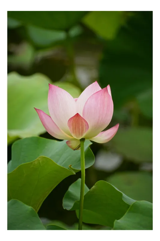 Tablou Canvas Floare Lotus Roz Natură Delicată Grațioasă, 26 x 39 cm