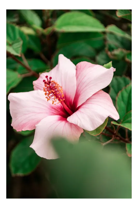 Tablou Canvas Floare de Hibiscus în Grădină Verde, 39 x 54 cm