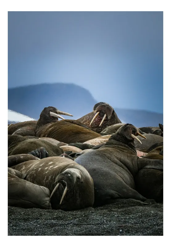Tablou Canvas, "Hoardă de morse în odihnă polară", Walruses, Tusks, Beach, Resting, Overcast, Wildlife, Arctic, Group, Majestic, Tranquil, 50 x 90 cm