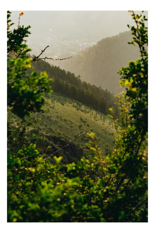 Tablou Canvas, "Dimineață pe dealul pădurii verzi", Natură, Lumină, Verdeață, Dealuri, Copaci, Peisaj, Încântare, Frumusețe, Serenitate, Pădure, 100 x 100 cm