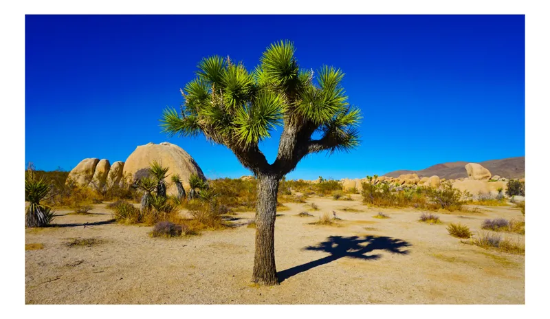 Tablou Canvas, "Umbra solitară în deșertul arid", Copac, Desert, Cer, Albastru, Soare, Umbre, Pietre, Vegetație, Ariditate, Vedere, Natură, Peisaj, 150 x 100 cm