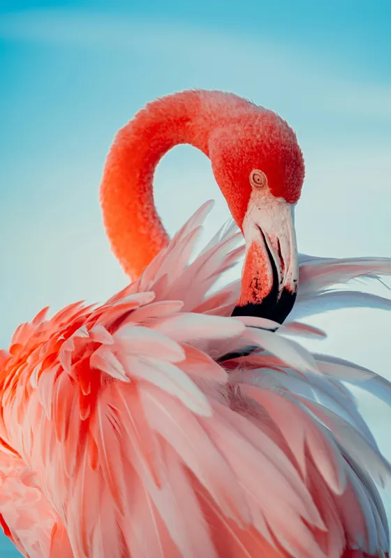Tablou Canvas, "Flamingo în oglinda apei albastre", Roz, Elegant, Delicat, Grațios, Strălucitor, Natură, Frumusețe, Contrast, Vibrant, Pene, Serenitate, 70 x 100 cm – poza 2
