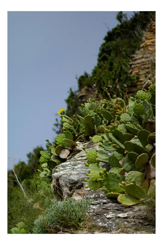 Tablou Canvas, "Cactuși înflorind pe stâncă însorită", Verde, Stâncă, Cactus, Flori, Cer, Vegetație, Natură, Peisaj, Zare, Sălbatic., 39 x 54 cm