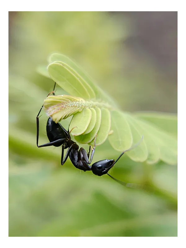 Tablou Canvas, "Furnica și frunza misterioasă de primăvară", Furnică, Frunză, Natură, Verde, Microscopic, Detaliu, Viață, Insectă, Strategie, Explorare, 26 x 39 cm