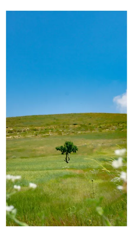 Tablou Canvas, "Copacul singuratic în câmp deschis", Copac, Solitar, Câmpie, Cer, Albastru, Verde, Peisaj, Tranquilitate, Linie, Orizont, Flori, Sălbăticie, 50 x 90 cm