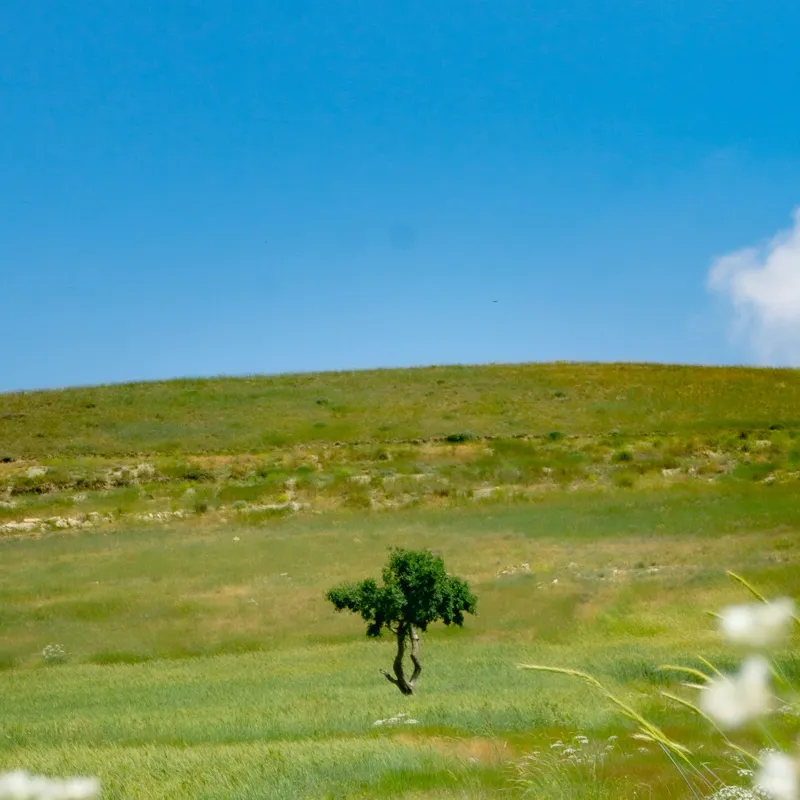 Tablou Canvas, "Copacul singuratic în câmp deschis", Copac, Solitar, Câmpie, Cer, Albastru, Verde, Peisaj, Tranquilitate, Linie, Orizont, Flori, Sălbăticie, 100 x 100 cm – poza 2