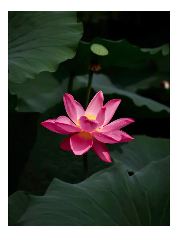 Tablou Canvas, "Floare de lotus în lumină blândă", Floare, Lotus, Roz, Frunze, Verde, Natură, Eleganță, Frumusețe, 26 x 39 cm