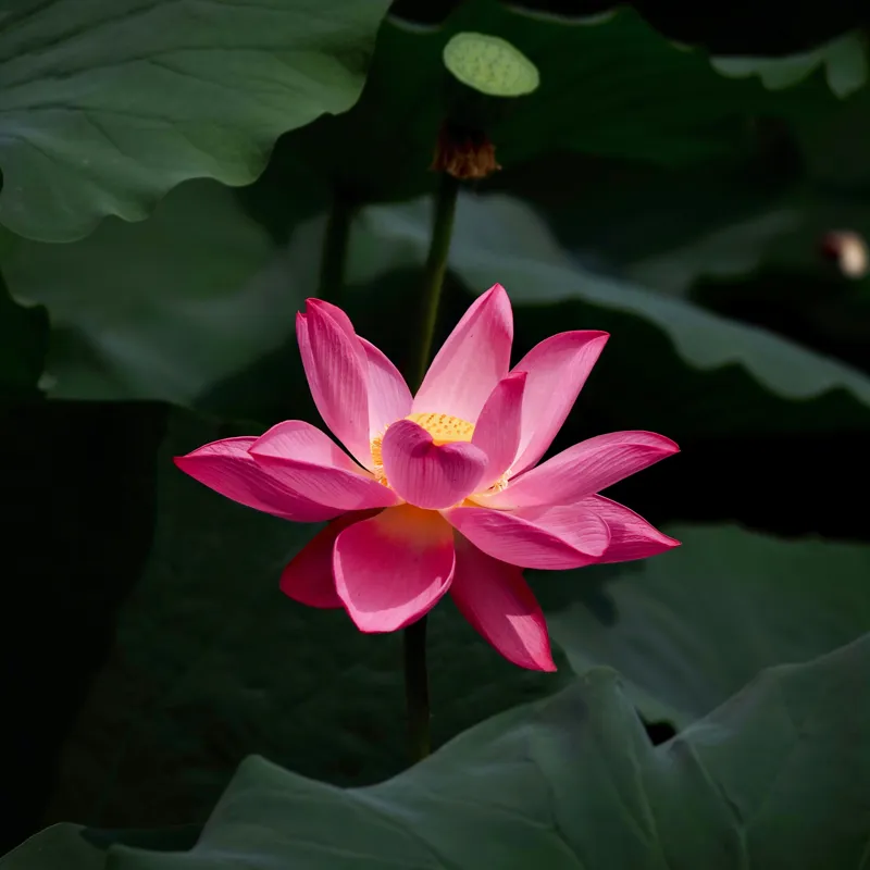 Tablou Canvas, "Floare de lotus în lumină blândă", Floare, Lotus, Roz, Frunze, Verde, Natură, Eleganță, Frumusețe, 100 x 100 cm – poza 2