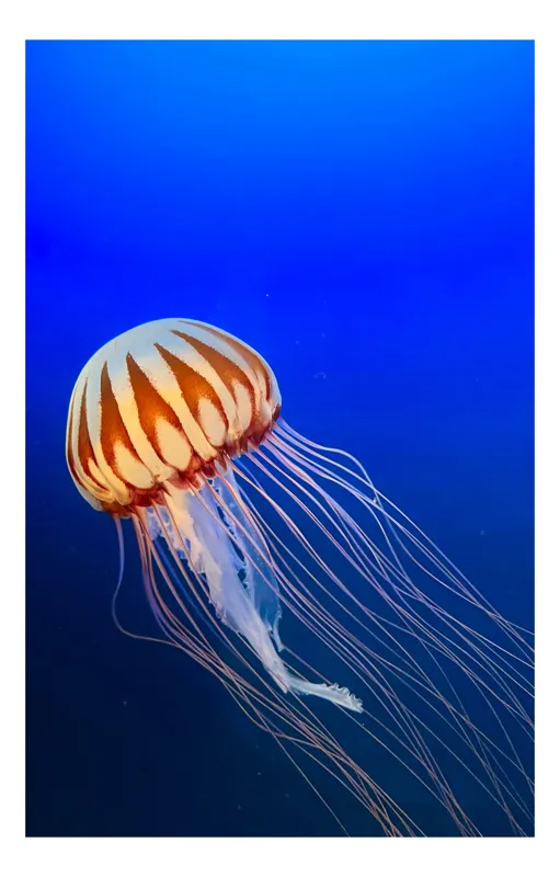 Tablou Canvas, "Meduza dansând în adâncurile oceanului", Gingașă, Eleganță, Mister, Frumusețe, Strălucire, Serenitate, Grație, Liniște, Adâncuri, Fascinație, 26 x 39 cm
