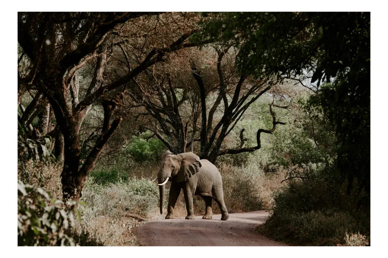 Tablou Canvas, "Elefant solitar pe drumul sălbatic", Elefant, Drum, Copaci, Natură, Frunziș, Umbre, Peisaj, Serenitate., 150 x 100 cm