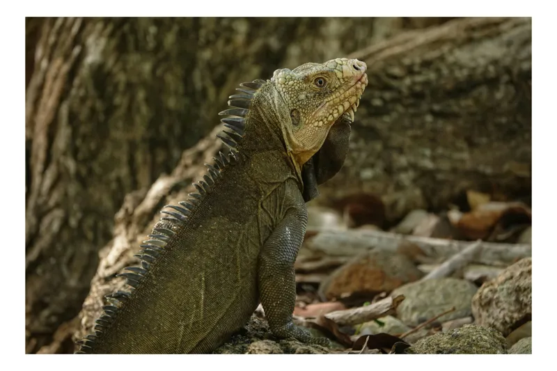Tablou Canvas, "Iguana admirând pădurea tropicală", Iguana, Scuturi, Textură, Pământ, Natură, Frunze, Trunchi, Solzi, 100 x 100 cm