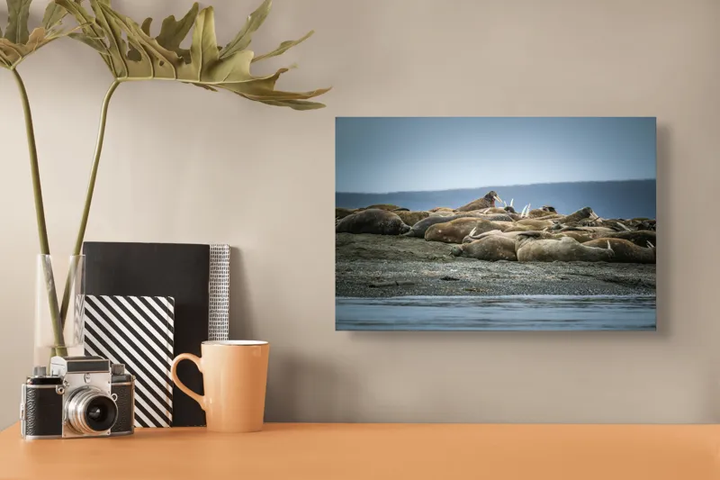 Tablou Canvas, "Odihna morselor pe țărm stâncos", Loialitate, Odihnă, Armonie, Ocean, Walrusi, Temperatură, Relaxare, Peisaj, 39 x 26 cm – poza 3