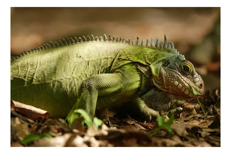 Tablou Canvas, "Iguana printre frunze uscate", Verde, Solzi, Natură, Iguana, Lumină, Frunze, Relaxare, Detaliu, 70 x 50 cm