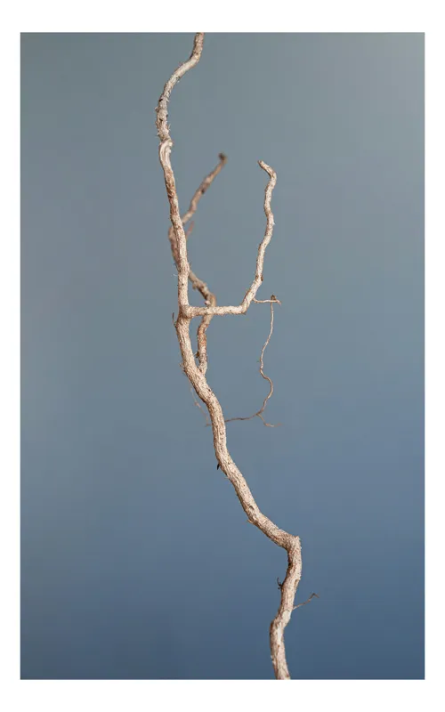 Tablou Canvas, "Dansul crengii sub cer senin", Răsucire, Minimalism, Natură, Textură, Simplitate, Contrast, Subtilitate, Eleganță, 39 x 54 cm