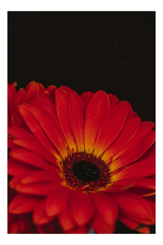 Tablou Canvas Floare de gerbera roșii în lumină întunecată, artă elegantă, 26 x 39 cm