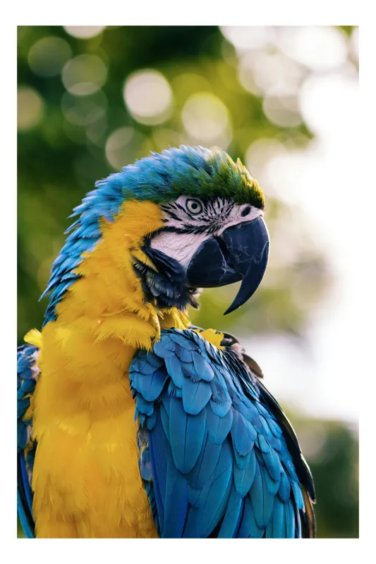 Tablou Canvas, "Papagalul tropical în culori strălucitoare", Papagal, Colorat, Frumos, Pene, Exotice, Strălucitoare, Peisaj, Verde, Bokeh, Natură, 70 x 100 cm