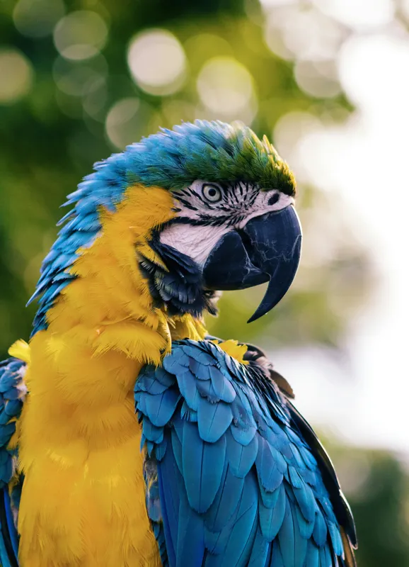 Tablou Canvas, "Papagalul tropical în culori strălucitoare", Papagal, Colorat, Frumos, Pene, Exotice, Strălucitoare, Peisaj, Verde, Bokeh, Natură, 39 x 54 cm – poza 2