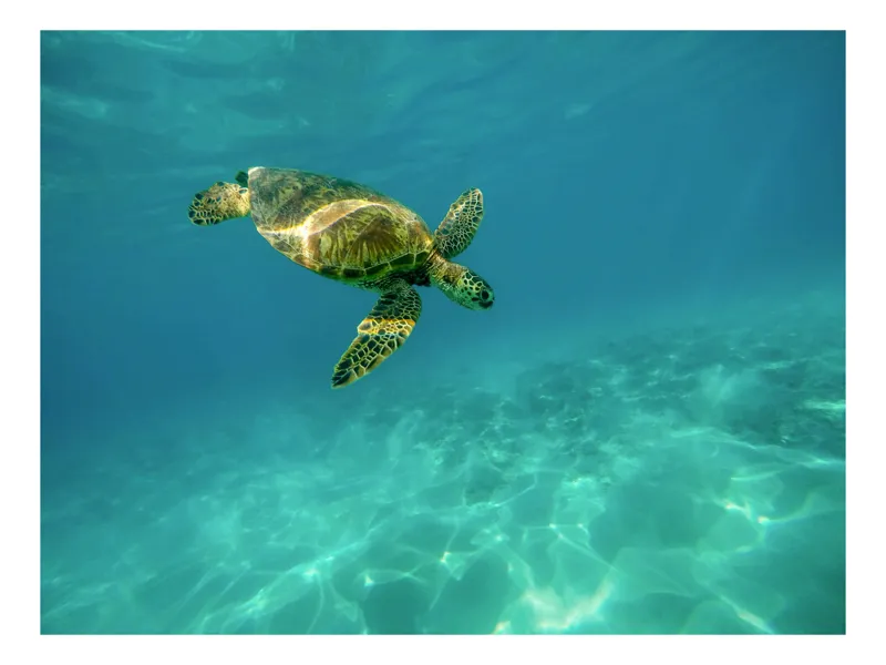 Tablou Canvas, "Broască țestoasă în albastrul oceanului", Turtle, Ocean, Aquatic, Serene, Graceful, Blue, Tranquil, Water, 50 x 50 cm