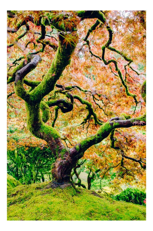 Tablou Canvas, "Cântecul toamnei în ramuri verzi", Frunziș, Ramuri, Răsucire, Culori, Verde, Încântător, Natură, Artă, Vibrant, Bogat, Textură, Trunchi, Japonia, Peisaj, Organic, 39 x 54 cm