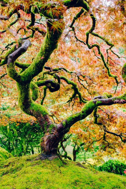 Tablou Canvas, "Cântecul toamnei în ramuri verzi", Frunziș, Ramuri, Răsucire, Culori, Verde, Încântător, Natură, Artă, Vibrant, Bogat, Textură, Trunchi, Japonia, Peisaj, Organic, 26 x 39 cm – poza 2