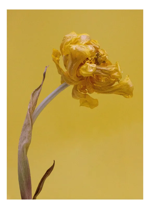Tablou Canvas, "Floare veștejită pe fundal galben", Ofilit, Galben, Minimalist, Încântător, Textură, Contrast, Simplu, Delicat., 50 x 70 cm