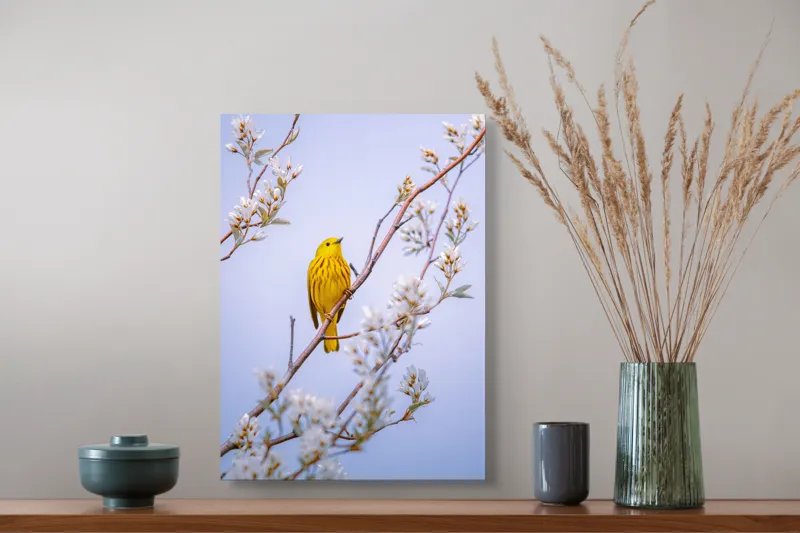 Tablou Canvas, "Pasărea galbenă printre flori albe", Pasăre, Galbenă, Ramură, Flori, Delicatețe, Primăvară, Natură, Seninătate, Armonie, 39 x 54 cm – poza 3